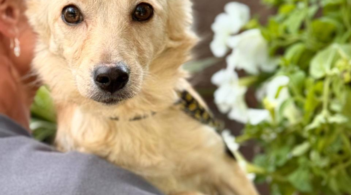 Chiens à adopter